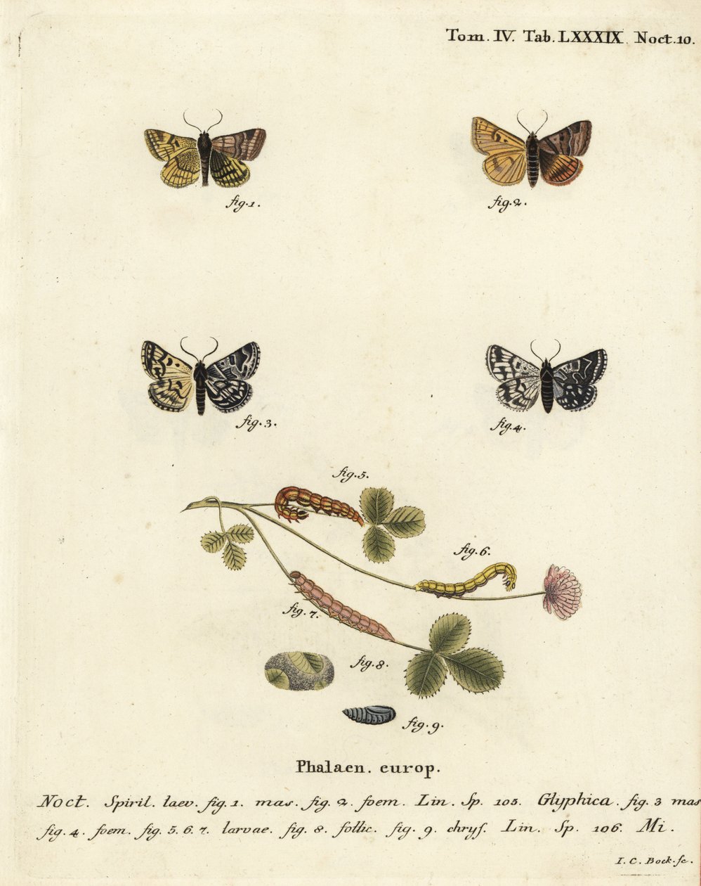 Égő kísérőmoly, Euclidia glyphica 1,2, és Mother Shipton lepke, Euclidia mi, 3-9. Johann Carl Bock kézi színű rézmetszete Eugenius Johann Christoph Esper A pillangók természeti illusztrációkban című műve, Erlangen nyomán alkotó: Johann Carl Bock