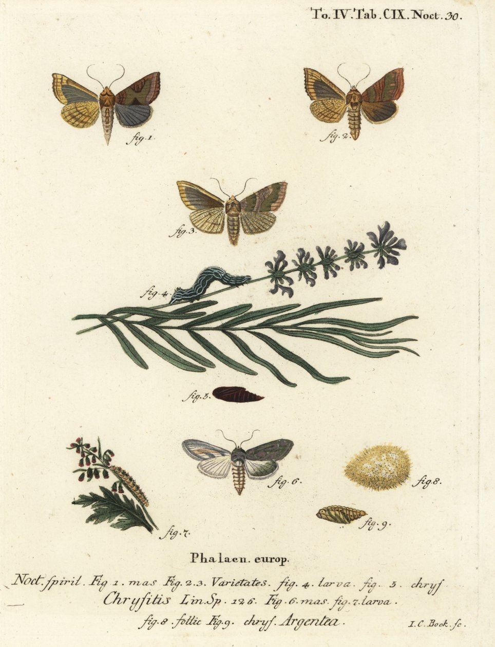Égő sárgarézmoly, Diachrysia chrysitis 1-5, és zöld ezüstszíjcápa, Cucullia argentea 6-9. Johann Carl Bock kézi színű rézmetszete Eugenius Johann Christoph Esper A pillangók természeti illusztrációkban című műve, Erlange nyomán alkotó: Johann Carl Bock