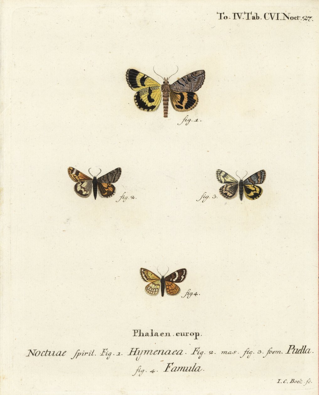 Catocala hymenaea 1, Amerila puella 2,3 és Isturgia famula molyok 4. Johann Carl Bock kézi színű rézmetszete Eugenius Johann Christoph Esper A pillangók a természet utáni illusztrációkban című műve alapján, Erlangen alkotó: Johann Carl Bock