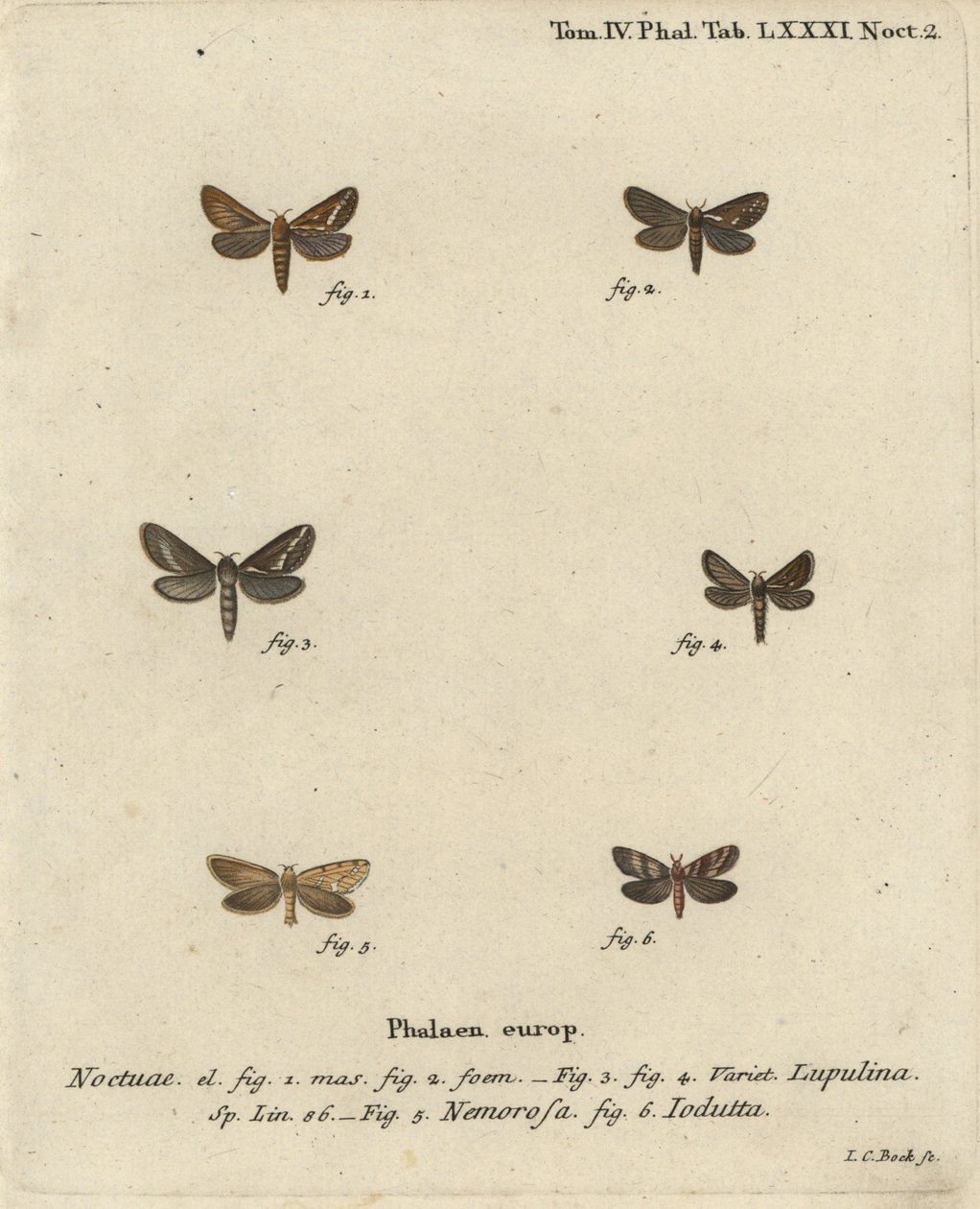 Közönséges sebeslepke, Korscheltellus lupulina 1-4, aranysárga, Phymatopus hecta 5 és Pharmacis carna 6. Johann Carl Bock kézzel színezett rézmetszet Eugenius Johann Christoph Esper Pillangók a természet képeiben című műve nyomán, Erlangen alkotó: Johann Carl Bock