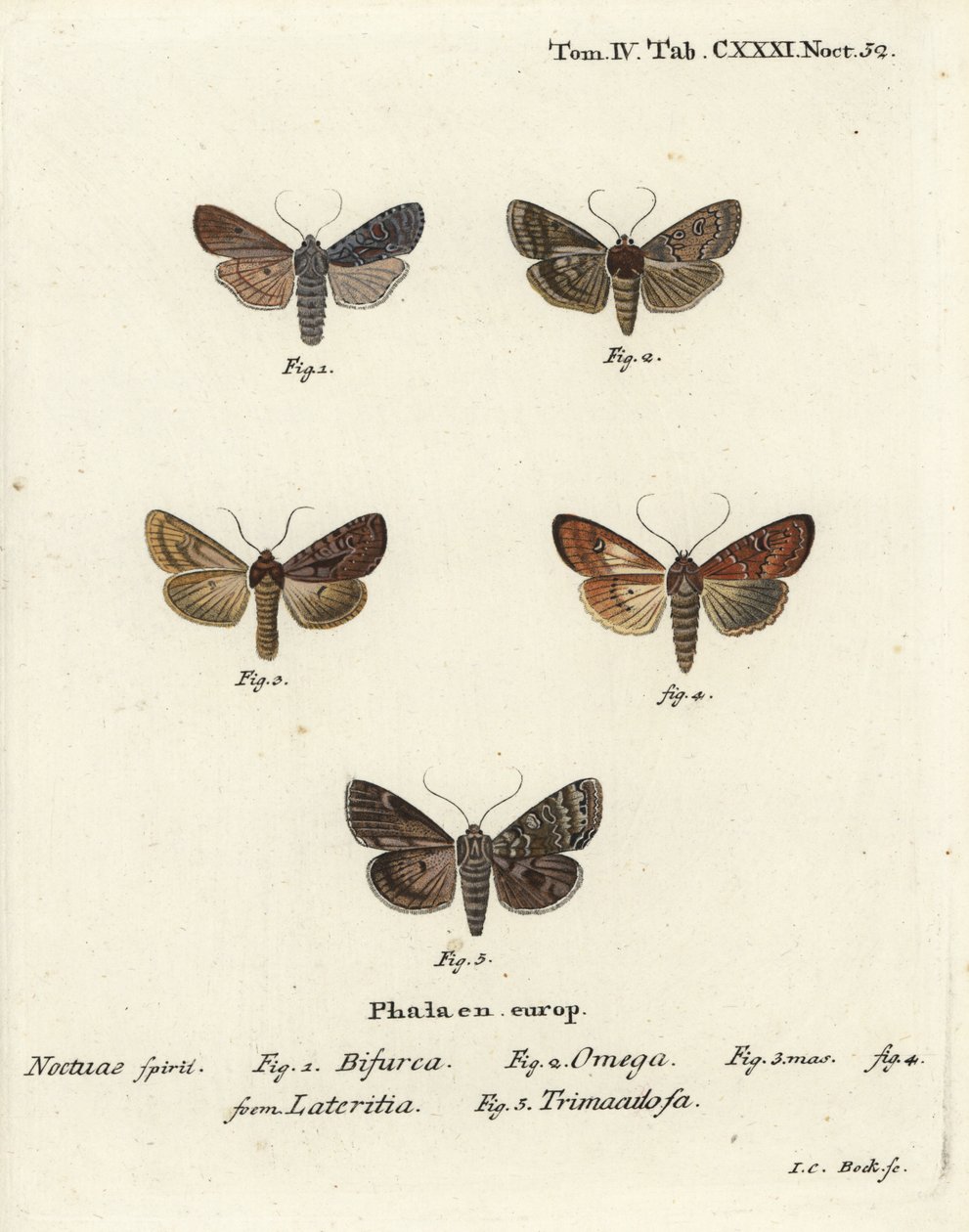 Konformista, Lithophane furcifera 1, dupla dart, Graphiphora augur 2, ritka szál, Apamea lateritia 3,4 és ezüst ívek, Polia hepatica 5. alkotó: Johann Carl Bock