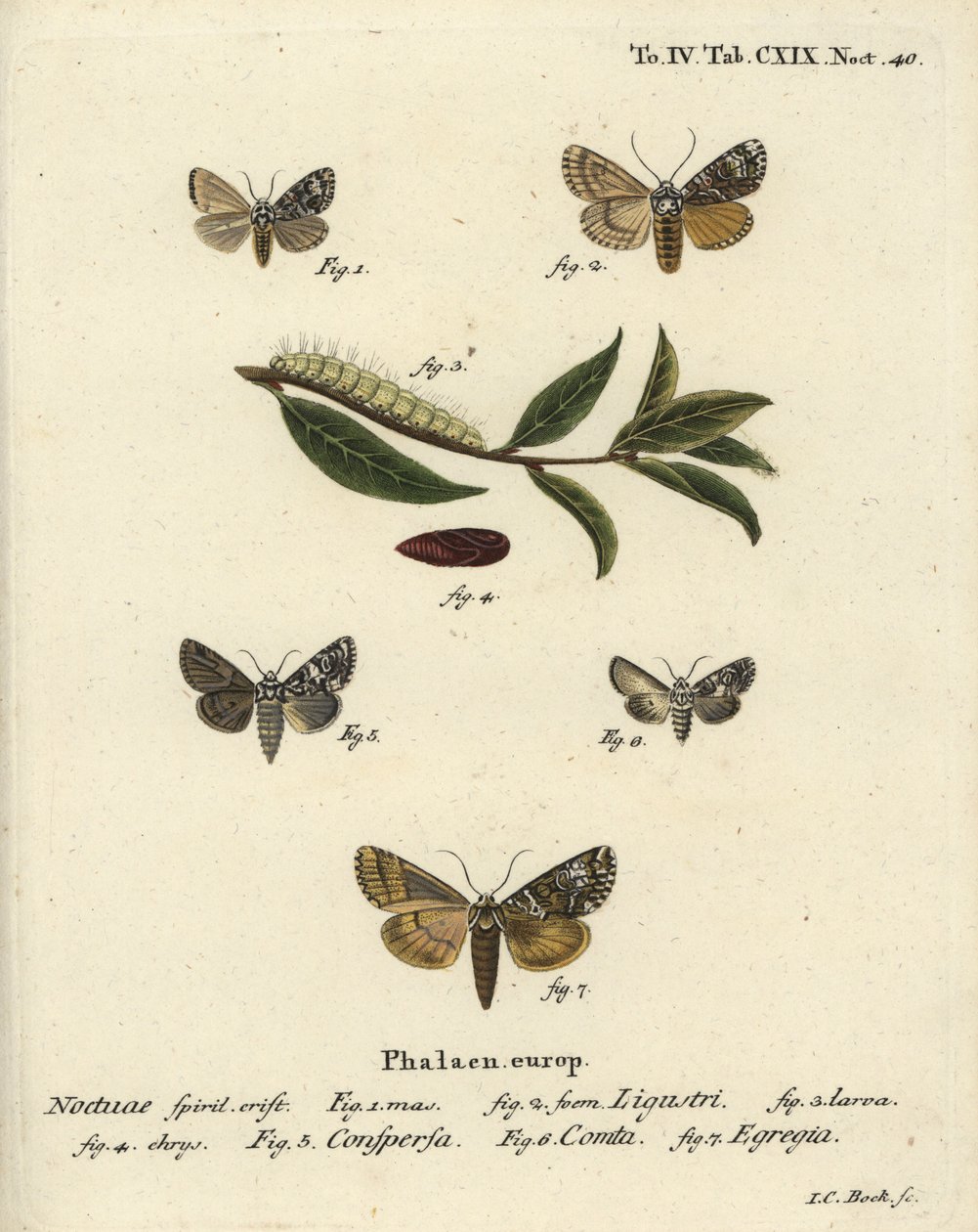 Koronás lepke, Craniophora ligustri 1-4, márványos korona, Hadena confusa 5, változatos korona, Hadena compta 6 és zöld ívek, Anaplectoides prasina 7. Johann Carl Bock kézi színű rézmetszet Eugenius Esper’s Christoph nyomán. alkotó: Johann Carl Bock