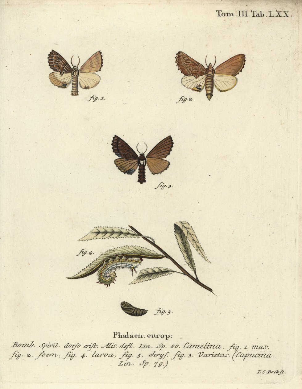 Kiemelkedő Coxcomb, Ptilodon capucinus. alkotó: Johann Carl Bock
