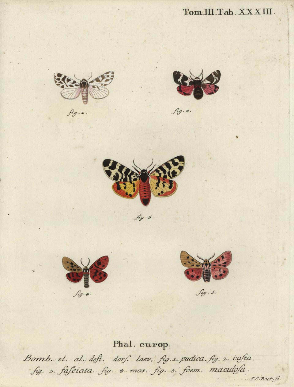 Diszkrét kísérő- és tigrismolyok. alkotó: Johann Carl Bock