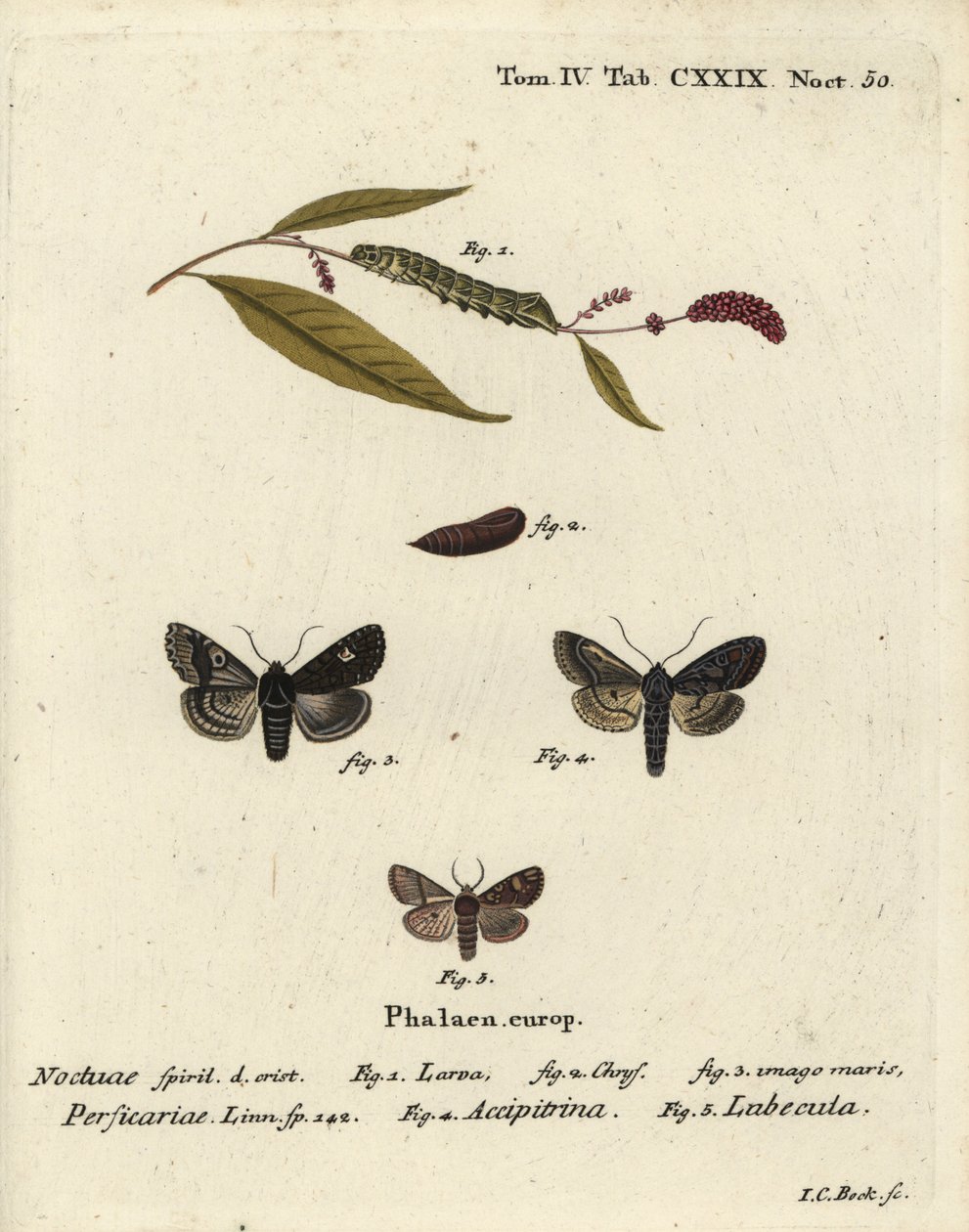 Dot, Melanchra persicariae 1-4 és Dryobota labecula 5. Johann Carl Bock kézzel színezett rézmetszet Eugenius Johann Christoph Esper Pillangók a természet képeiben című műve után, Erlangen alkotó: Johann Carl Bock