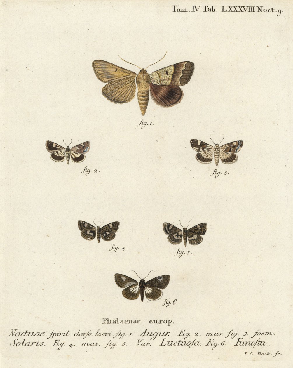 Dupla dart vagy jós, Graphiphora augur 1, sápadt váll, Acontia lucida 2.3, négypettyes lepke, Tyta luctuosa 4,5 és druida lepke, Aedia funesta 6. Johann Carl Bock kézzel festett rézmetszet, Eugenius Es Johann Christo Dieph. alkotó: Johann Carl Bock