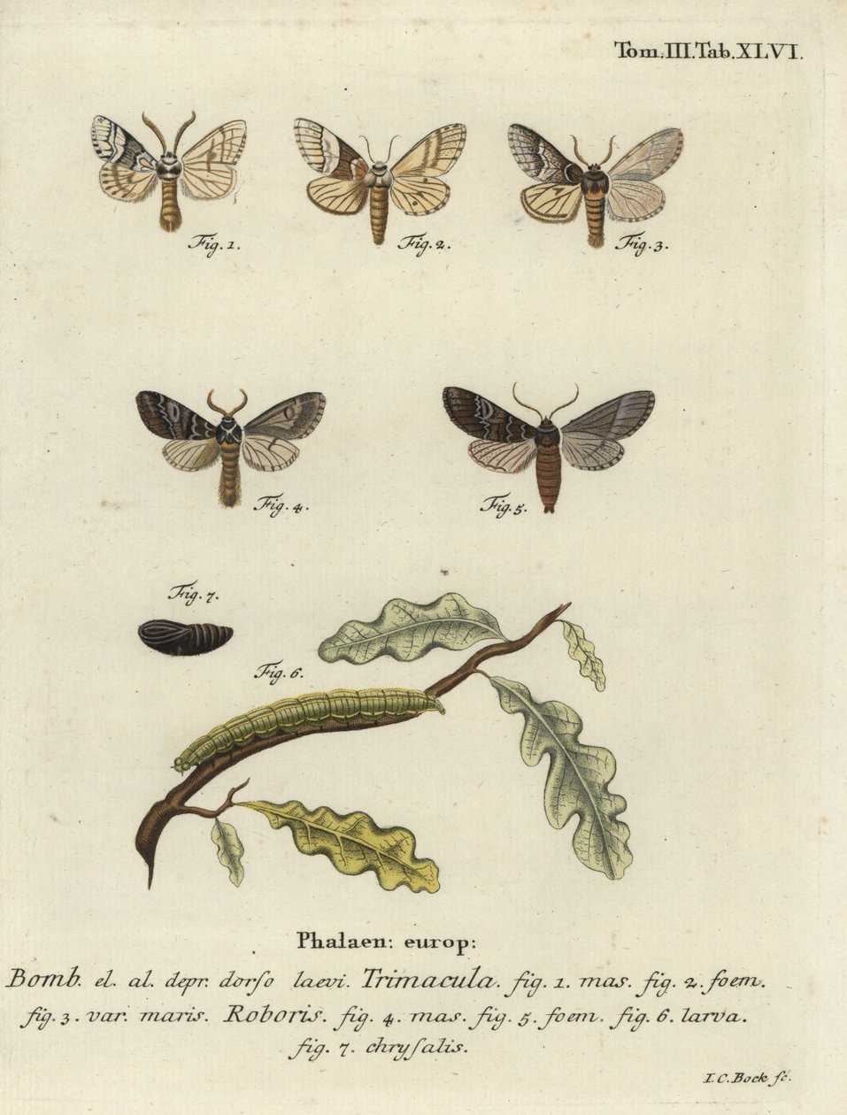 Drymonia dodonaea lepke. alkotó: Johann Carl Bock