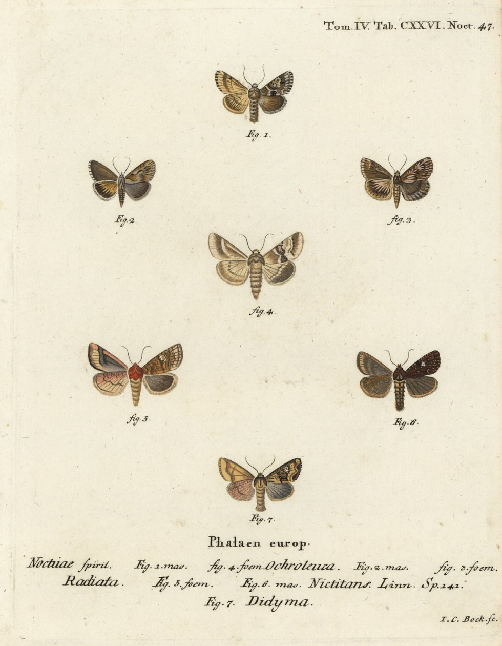 Szürke sálya, Eremobia ochroleuca 1,4, Cynaeda dentalis 2,3, fülmoly, Amphipoea ocula 5,6 és közönséges rusztikus, Mesapamea secalis 7. Johann Carl Bock kézi színű rézmetszetei Eugenius Johann Dieperlinge