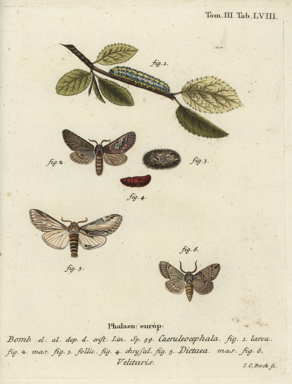 Nyolc ábra, kiemelkedő fecske és Drymonia velitaris lepke. alkotó: Johann Carl Bock