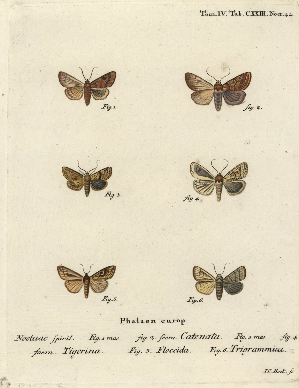 Gombos gesztenye, Agrochola helvola 1,2, pöttyös gesztenye, Conistra rubiginea 3,4, barna vonalú fényes szem, Mythimna conigera 5 és magas vonalak, Charanyca trigrammica 6. Johann Carl Johan kézi rézmetszet, Eugen Christoph után alkotó: Johann Carl Bock