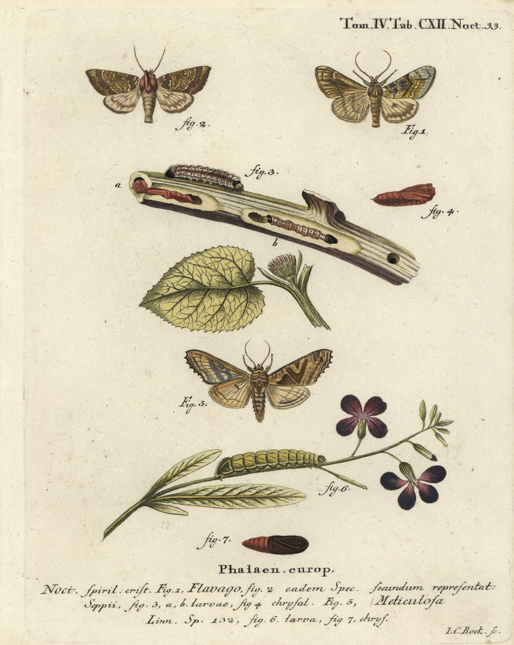 Fagyott narancssárga lepke, Gortyna flavago 1,2 és szögletes árnyalatú, Phlogophora meticulosa 3-7. Johann Carl Bock kézi színű rézmetszete Eugenius Johann Christoph Esper A pillangók természeti illusztrációkban című műve, Erlangen nyomán alkotó: Johann Carl Bock