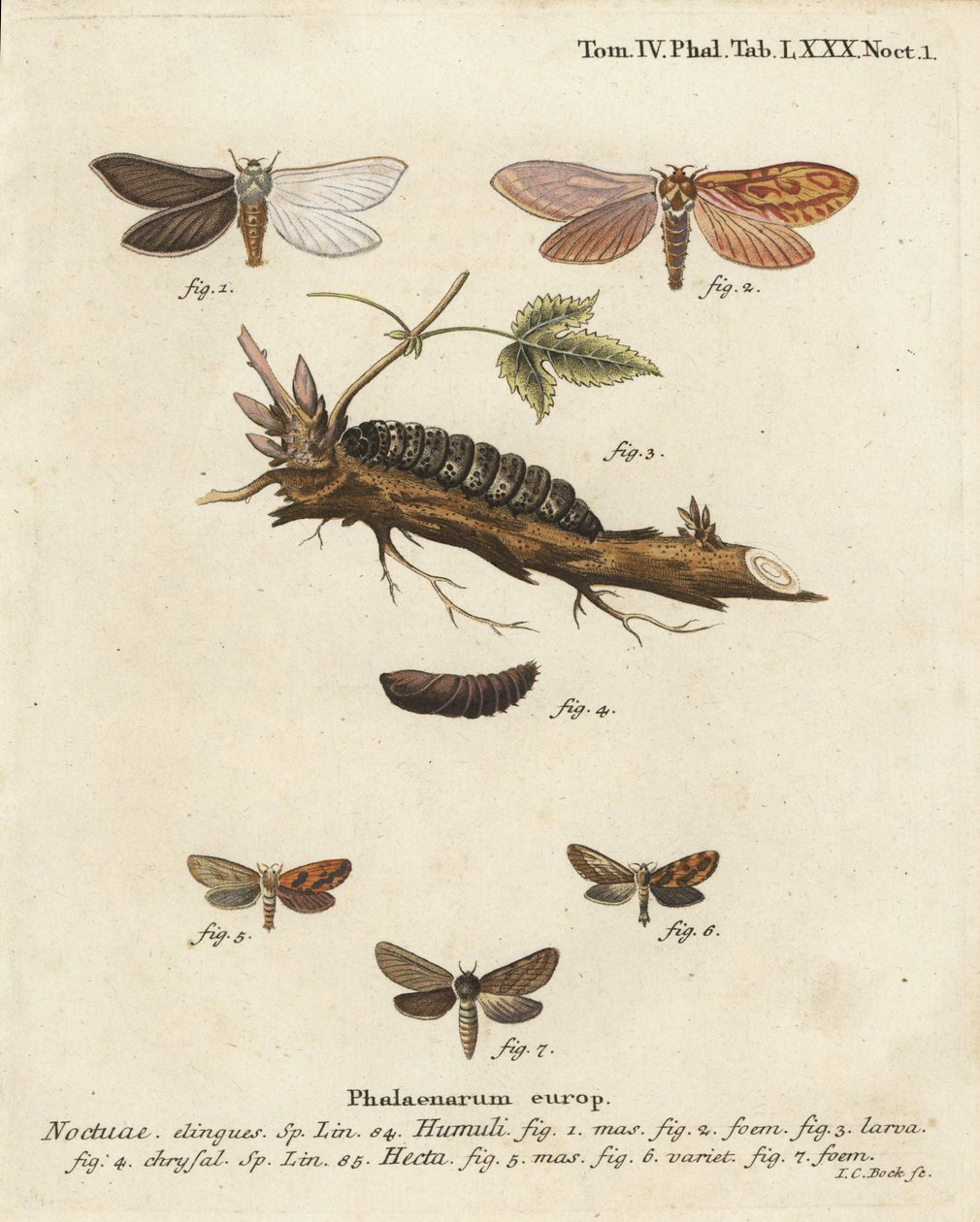 Szellemmoly, Hepialus humuli 1-4, és aranysárga, Phymatopus hecta 5-7. Johann Carl Bock kézzel színezett rézmetszete Eugenius Johann Christoph Esper Pillangók a természet képeiben című műve nyomán, Erlangen alkotó: Johann Carl Bock