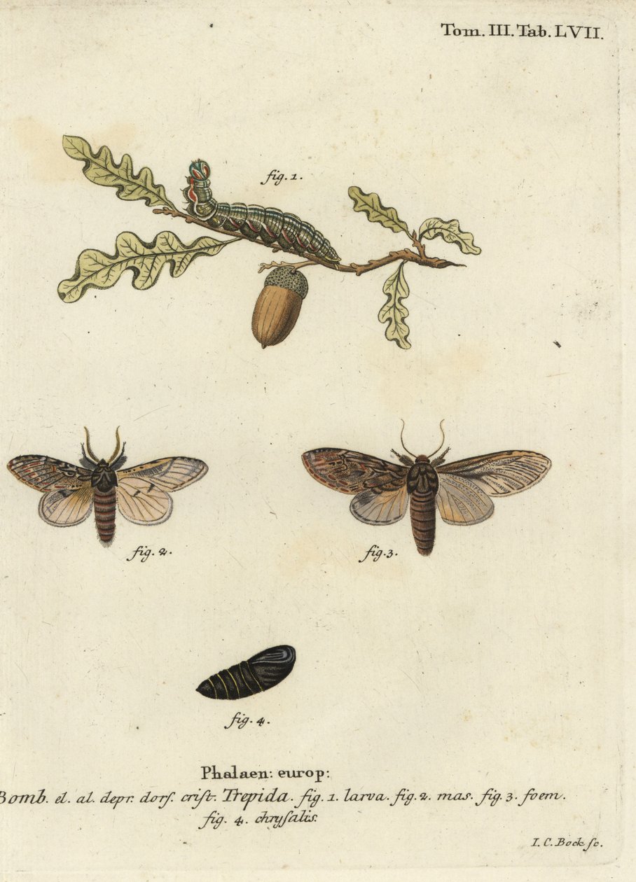 Nagy prominens, kétséges Peridea. alkotó: Johann Carl Bock