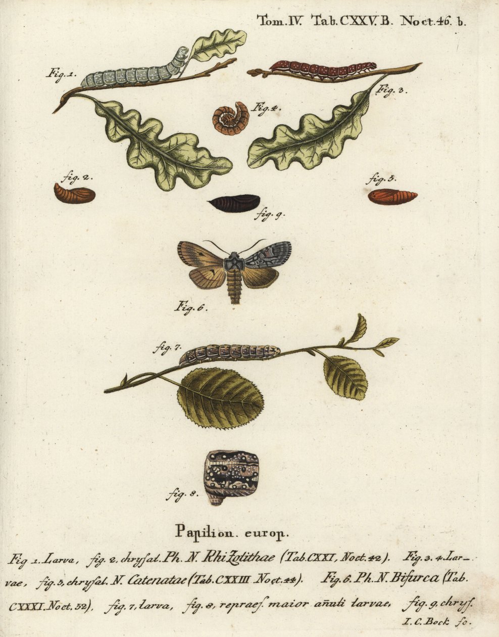 Szürke lapocka, Lithophane ornitopus 1,2, hullámos gesztenye, Agrochola helvola 3-5, konformista, Lithophane furcifera 6-9. Johann Carl Bock kézi színű rézmetszete Eugenius Johann Christoph Esper Die Schmetterlinge in Abbildungen n című műve nyomán alkotó: Johann Carl Bock
