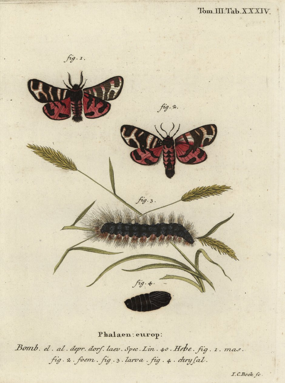 Hebe tigrismoly, Arctia festiva. alkotó: Johann Carl Bock