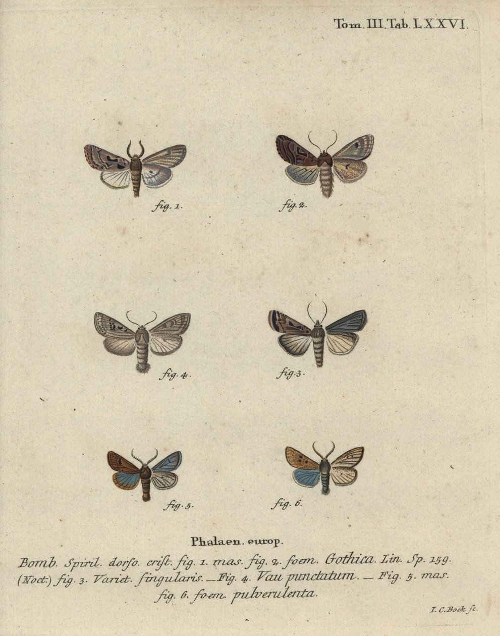 Héber karakter, fekete foltos gesztenye, kis kvékermoly stb. alkotó: Johann Carl Bock