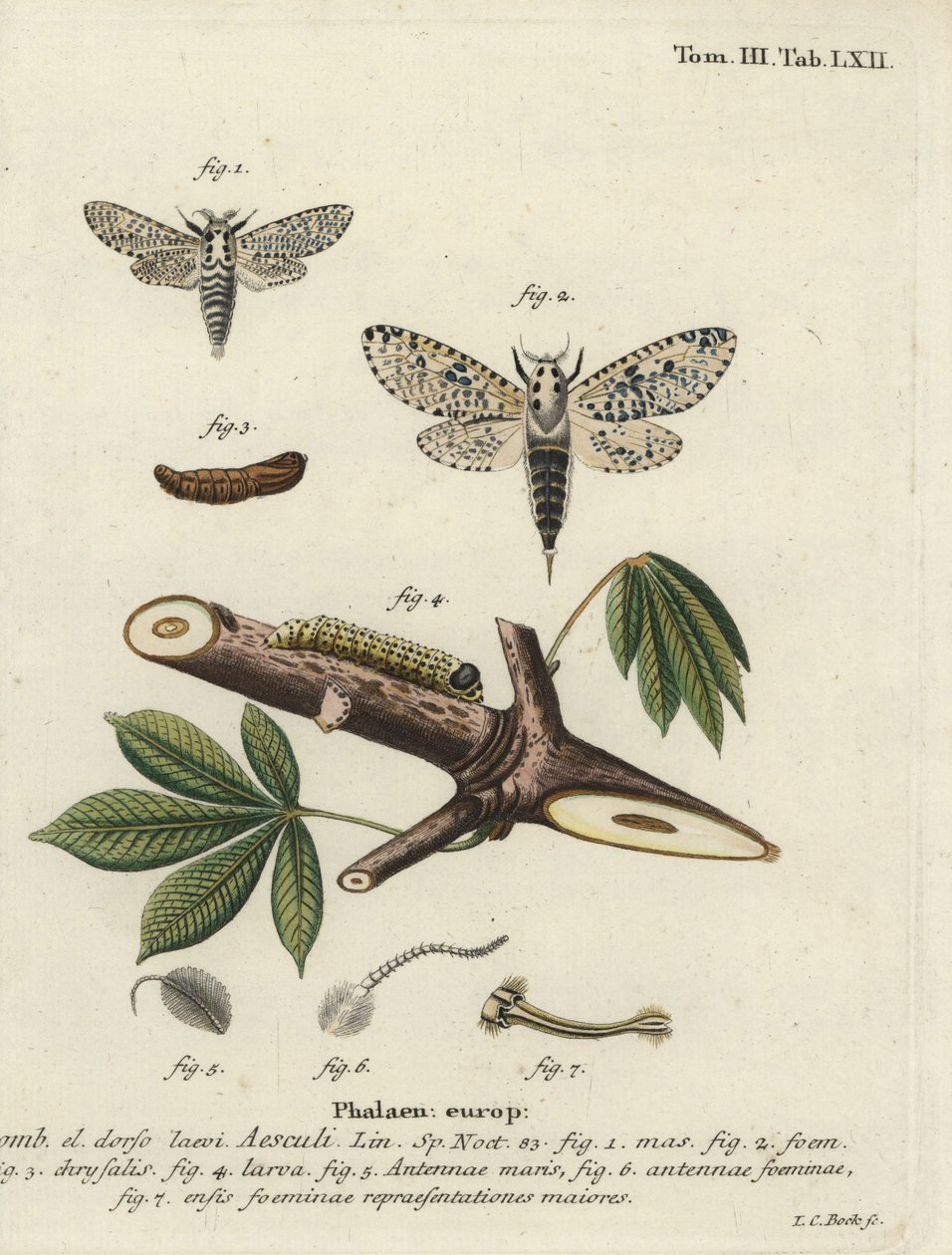Leopárdlepke, Zevzera mag. alkotó: Johann Carl Bock