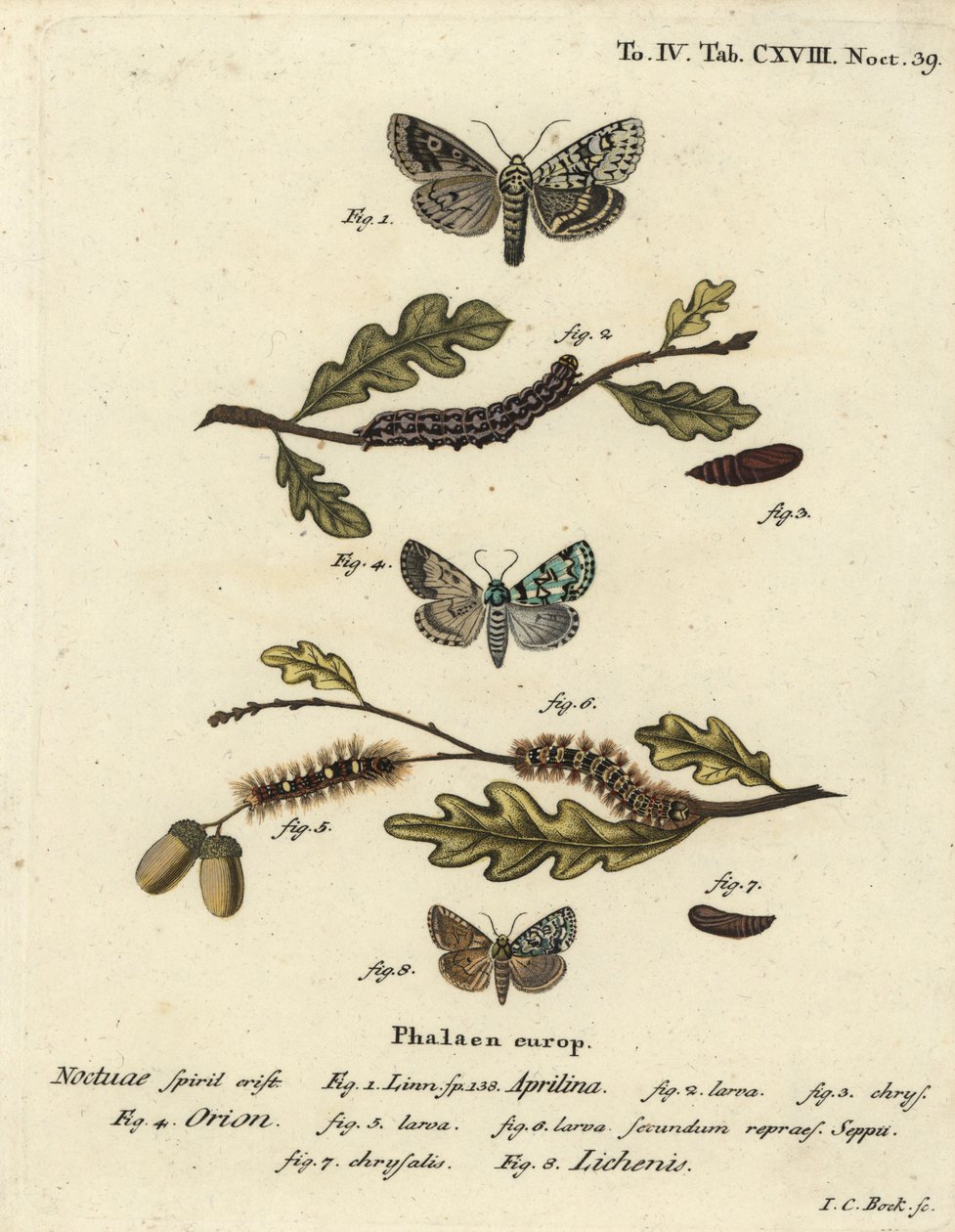 Merveille du jour, Dichonia aprilina 1-4, ritka merveille du jour, Moma alpium 5-7 és márványzöld, Cryphia muralis 8. Johann Carl Bock kézi színű rézmetszet Eugenius Johann Christoph Esper A pillangók az illusztrációkban című műve nyomán. alkotó: Johann Carl Bock