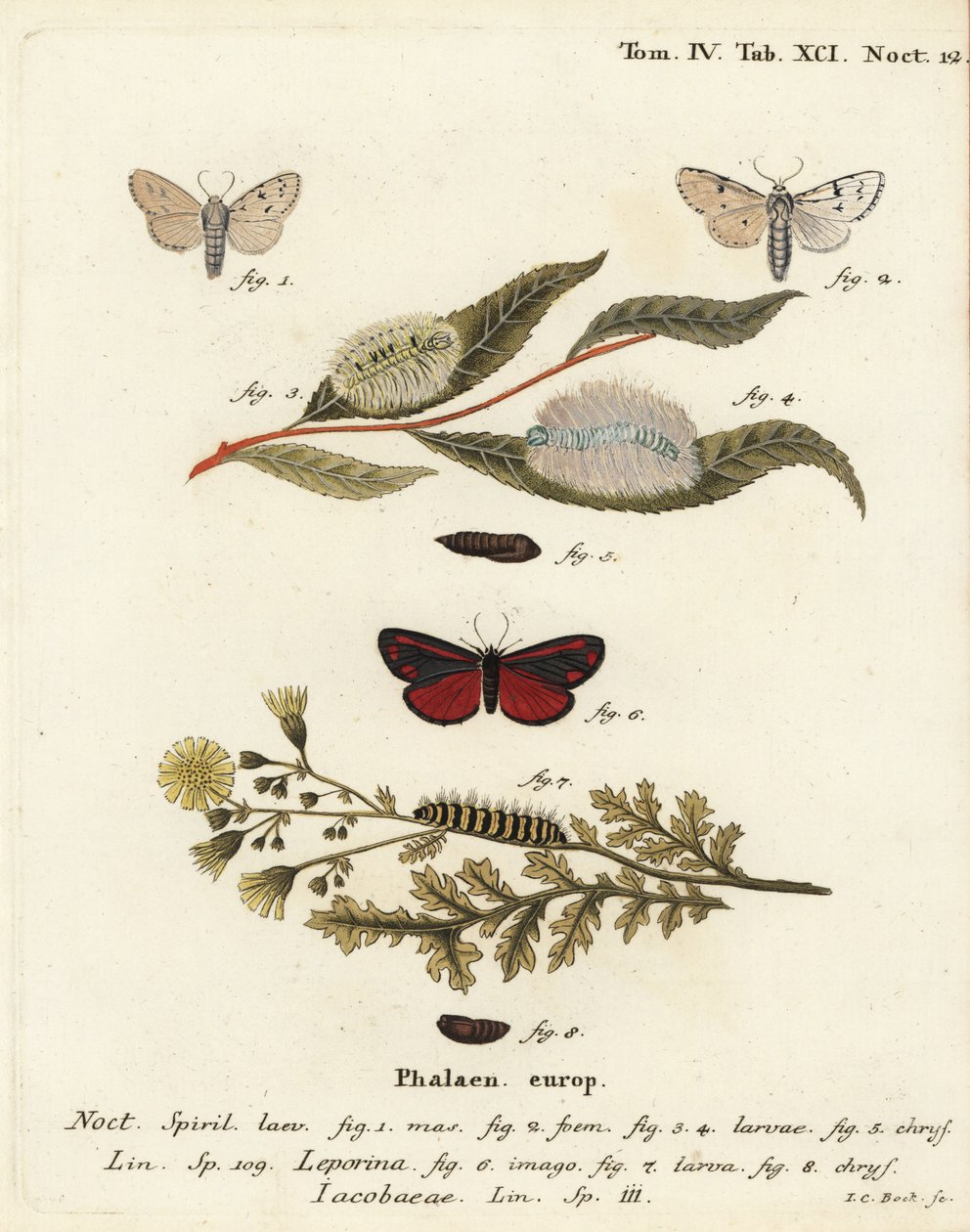 Molnármoly, Acronicta leporina 1-5, és cinóbermoly, Tyria jacobaeae 6-8. Johann Carl Bock kézi színű rézmetszete Eugenius Johann Christoph Esper A pillangók természeti illusztrációkban című műve, Erlangen nyomán alkotó: Johann Carl Bock