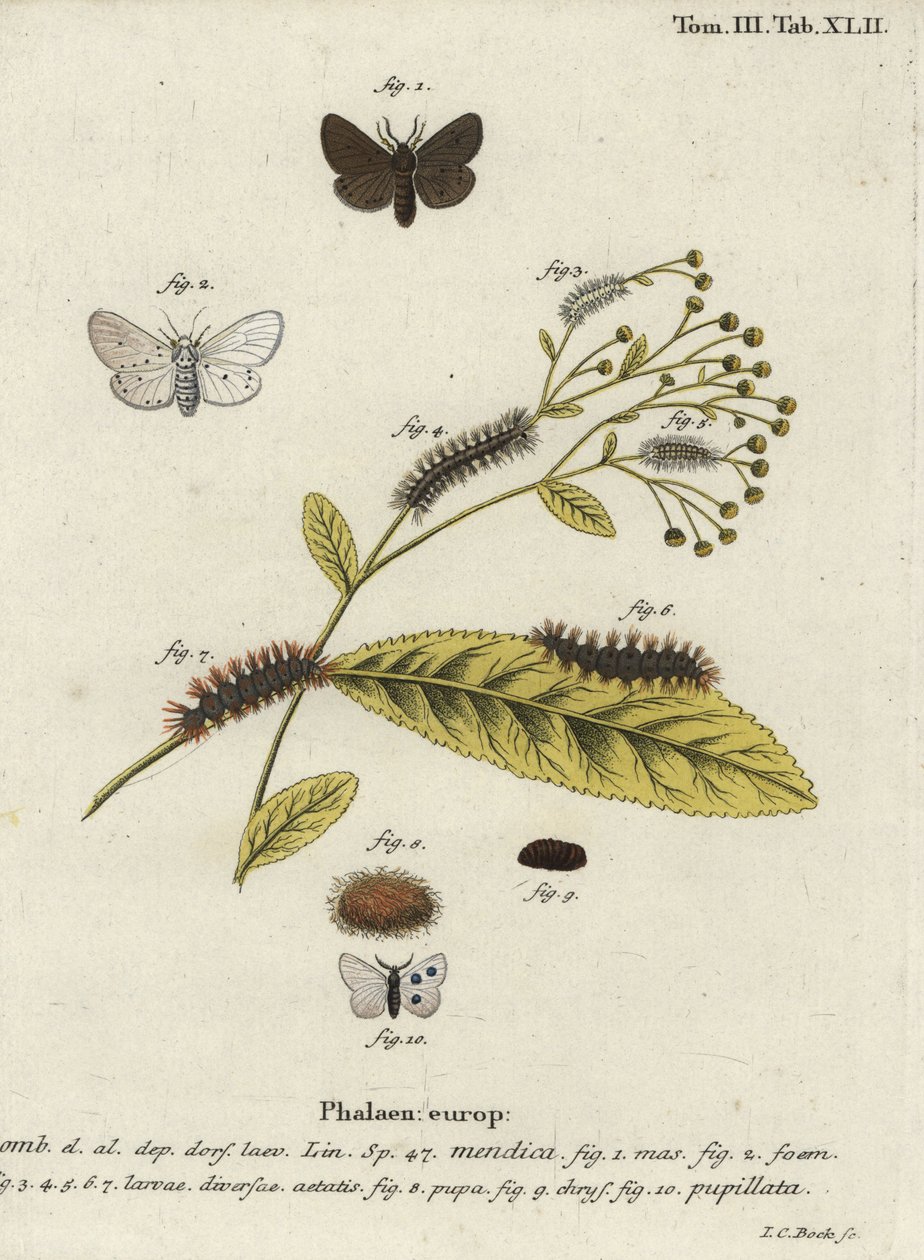 Muszlinmoly, Diaphora mendica. alkotó: Johann Carl Bock