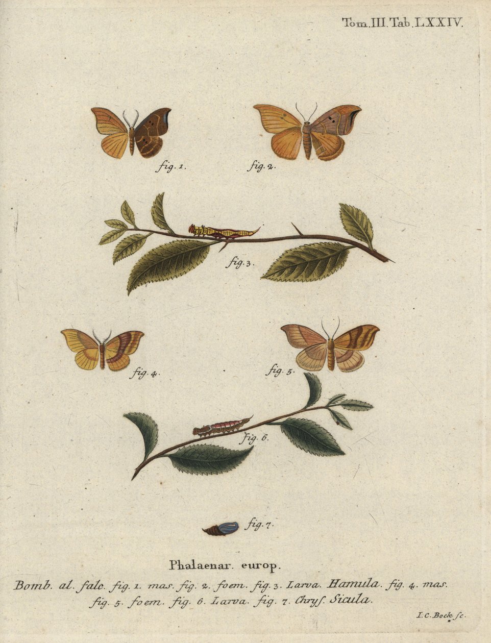 Tölgy horogvég és rácsos horogvég. alkotó: Johann Carl Bock