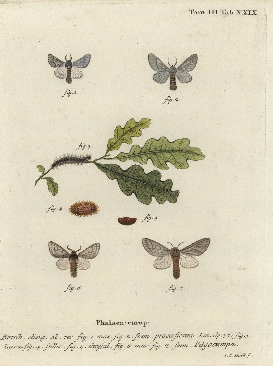 Tölgy felvonulási lepke, Thaumetopoea processionea. alkotó: Johann Carl Bock