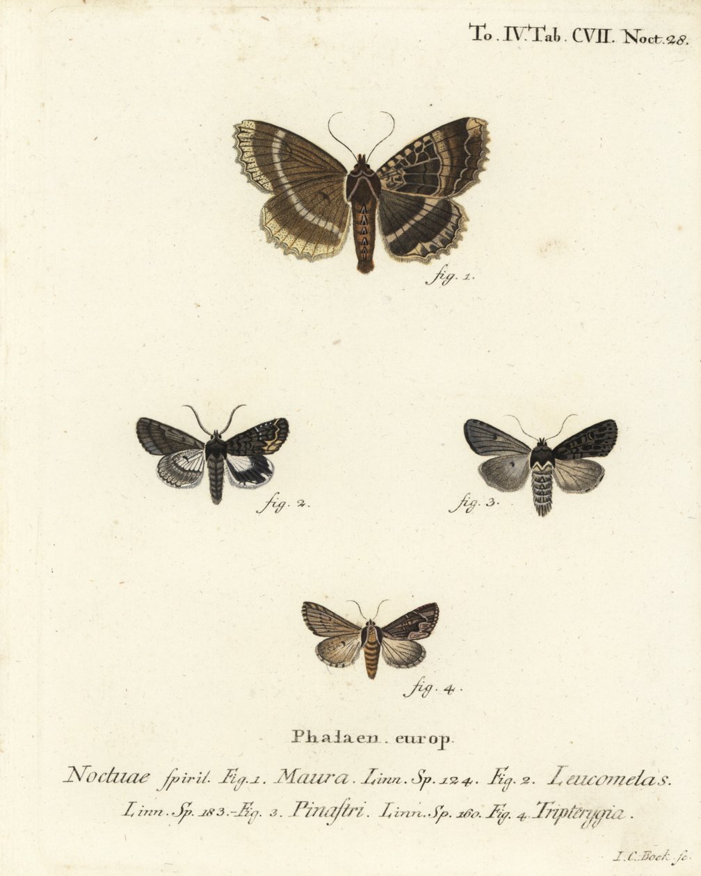 Öreg hölgy vagy fekete alsószárny, Mormo maura 1, keleti alchimist, Aedia leucomelas 2 és Dypterygia scabriuscula 3,4. Johann Carl Bock kézi színű rézmetszete Eugenius Johann Christoph Esper A pillangók a Na utáni illusztrációi után alkotó: Johann Carl Bock