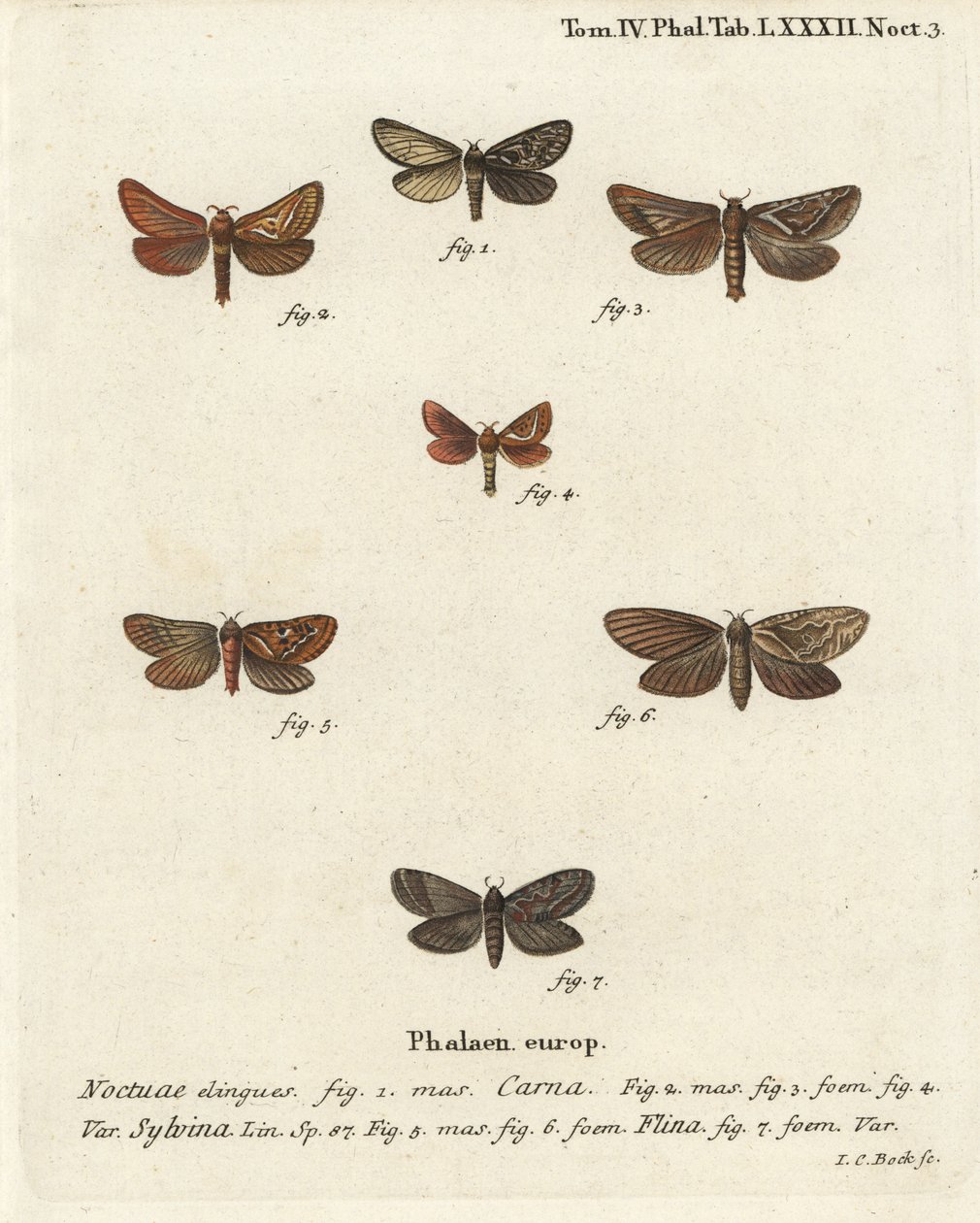 Pharmacis carna 2-4, narancssárga swift, Triodia sylvina 5,6 és aranysárga, Phymatopus hecta 7. Johann Carl Bock kézi színű rézmetszete Eugenius Johann Christoph Esper A pillangók a természet illusztrációin című műve, Erlangen nyomán alkotó: Johann Carl Bock