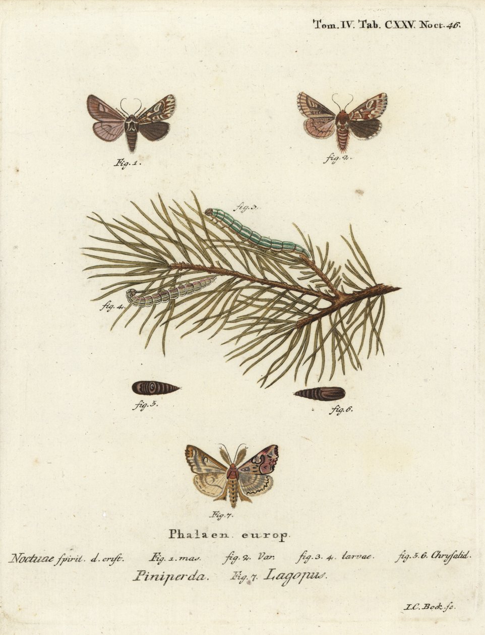 Fenyő szépség, Panolis flammea 1-6 és latin moly, Callopistria juventina 7. Johann Carl Bock kézi színű rézmetszet Eugenius Johann Christoph Esper A pillangók természet utáni illusztrációkban című műve, Erlangen nyomán alkotó: Johann Carl Bock