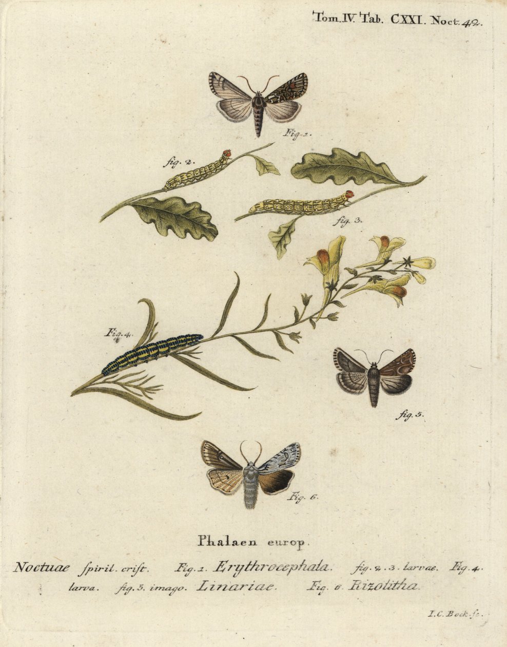 Vörösfejű gesztenye, Conistra erythrocephala 1-4, varangyos brokát, Calophasia lunula 5 és szürke vállcsomó, Lithophane ornitopus 6. Johann Carl Bock kézi színű rézmetszet Eugenius Johann Christoph Esperlinge nyomán a Die Schmetterlingben. alkotó: Johann Carl Bock