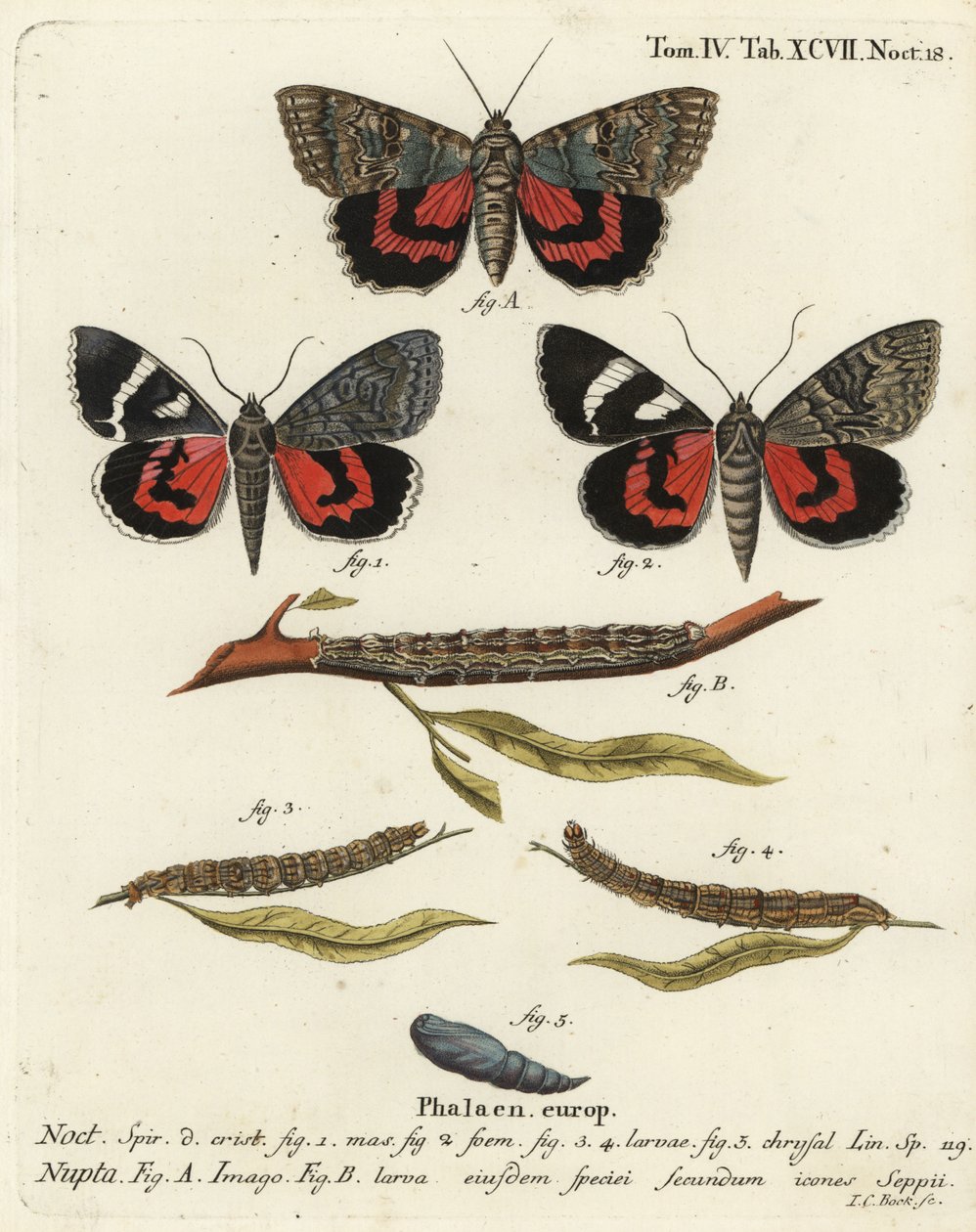 Vörös alsószárnyú lepke, Catocala nupta. Johann Carl Bock kézi színű rézmetszete Eugenius Johann Christoph Esper A pillangók természeti illusztrációkban című műve, Erlangen nyomán alkotó: Johann Carl Bock