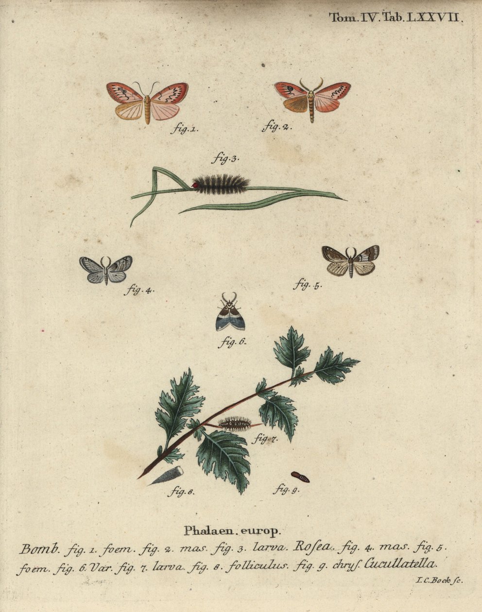Rózsás lakáj és rövid köpenyes lepke. alkotó: Johann Carl Bock