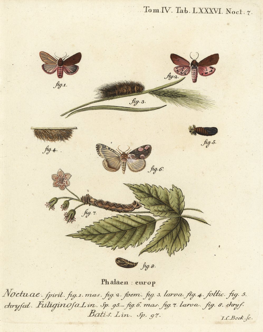 Rubintigrismoly, Phragmatobia fuliginosa 1-5, és őszibarackvirágmoly, Thyatira batis 6-8. Johann Carl Bock kézi színű rézmetszete Eugenius Johann Christoph Esper A pillangók természeti illusztrációkban című műve, Erlangen nyomán alkotó: Johann Carl Bock