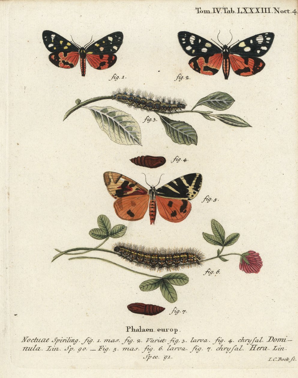 Skarlát tigrismoly, Callimorpha dominula 1-4 és Jersey tigrismoly, Euplagia quadripunctaria 5-7. Johann Carl Bock kézi színű rézmetszete Eugenius Johann Christoph Esper A pillangók természeti illusztrációkban című műve, Erlangen nyomán alkotó: Johann Carl Bock