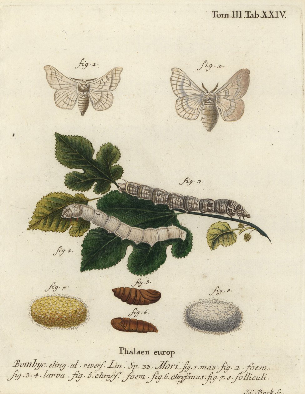 Selyemmoly, Bombyx mori. alkotó: Johann Carl Bock