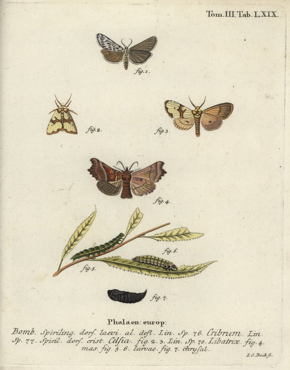 Foltos lakáj, Staurophora celsia és heraldmoly. alkotó: Johann Carl Bock