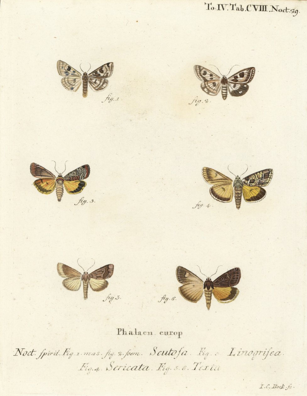 Pettyes lóhere, Schinia scutosa 1,2, Epilecta linogrisea 3, Guernsey alul, Polyphaenis sericata 4, és szalma aljzatú, Thalpophila matura 5,6. Johann Carl Bock kézi színű rézmetszete Eugenius Johann Christoph Esper Die Schmette című műve nyomán alkotó: Johann Carl Bock