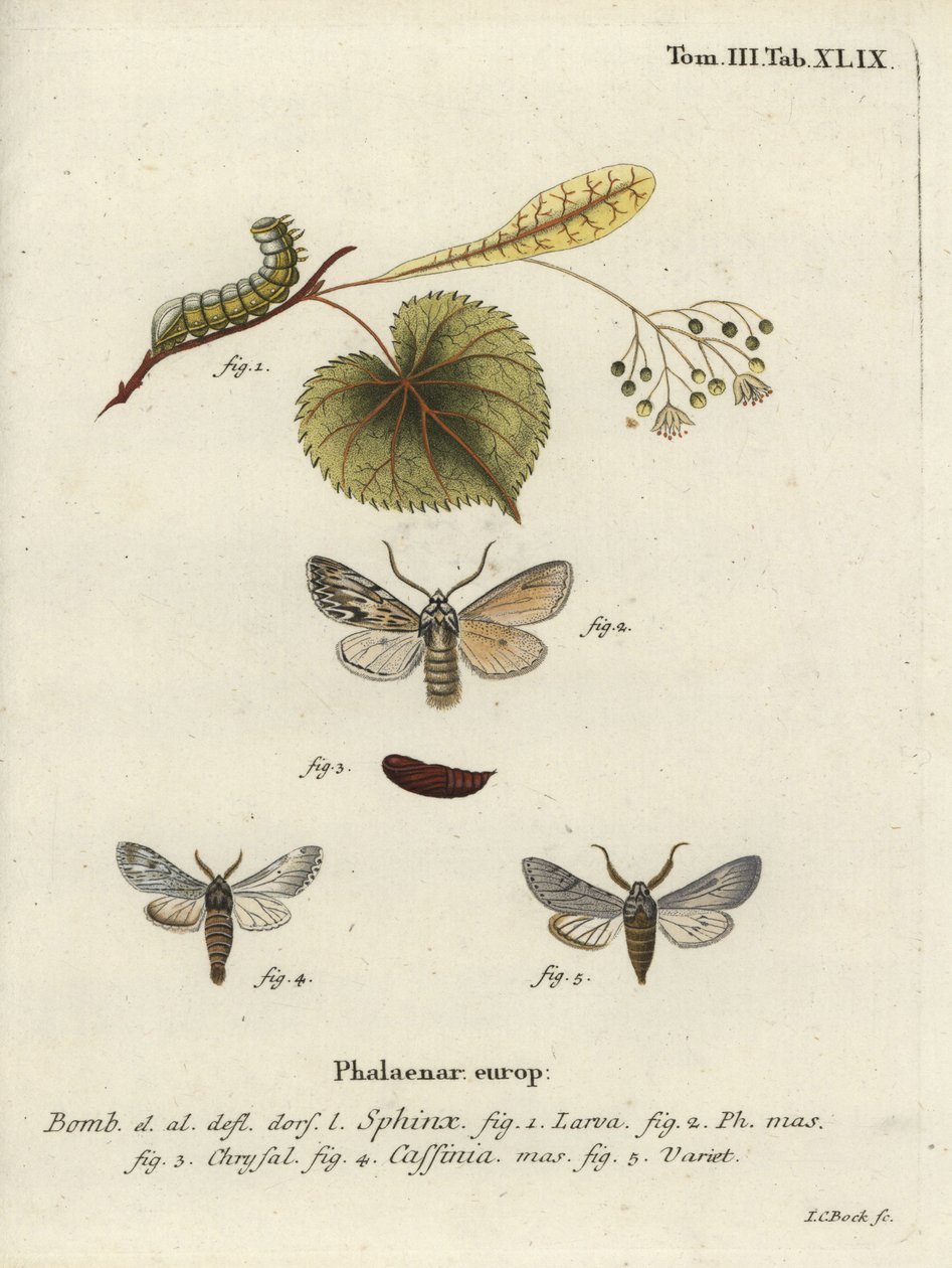 Szórólepke, Asteroscopus szfinx. alkotó: Johann Carl Bock