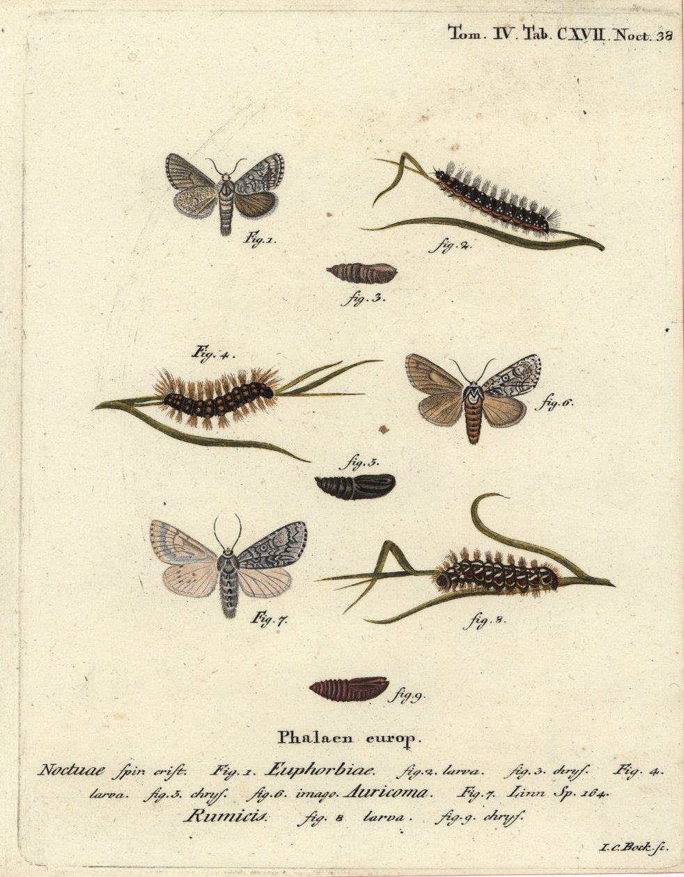 Édes gazlepke, Acronicta euphorbiae 1-5, ritka tőr, Acronicta auricoma 6, és csomós fűmoly, Acronicta rumicis 7-9. Johann Carl Bock kézi színű rézmetszete Eugenius Johann Christoph Esper Die Schmetterlinge in Abbildungen nac című műve nyomán alkotó: Johann Carl Bock