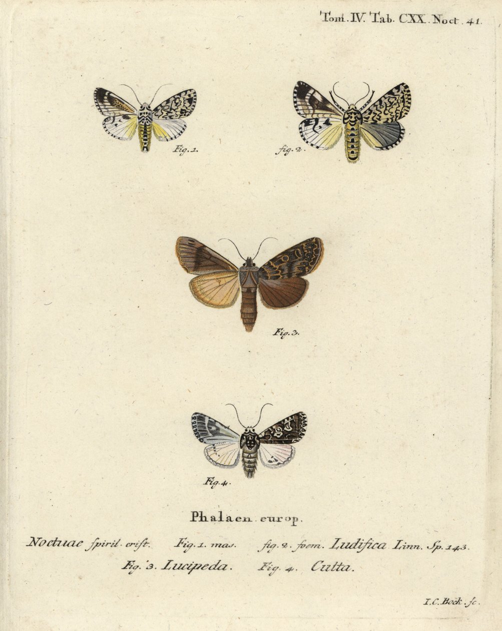 Trichosea ludifica 1,2, déli rusztikus, Rhyacia lucipeta 3 és Lamprosticta culta 4. Johann Carl Bock kézi színű rézmetszete Eugenius Johann Christoph Esper A pillangók a természet utáni illusztrációkban című műve, Erlangen nyomán alkotó: Johann Carl Bock