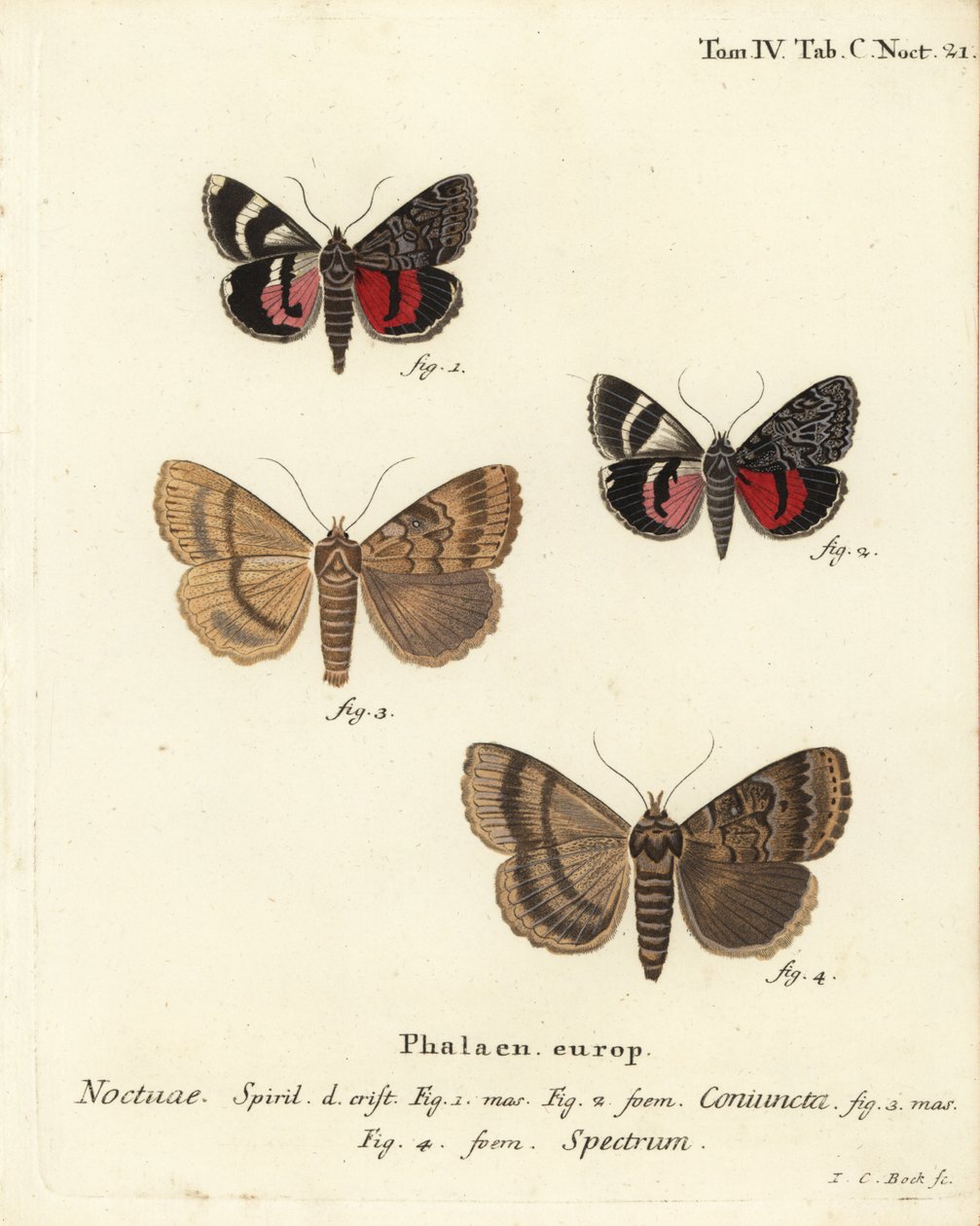 Alsószárnyú lepke, Catocala 1,2 és Apopestes kísértet 3,4. Az éjszakai bagolyhoz tapadva a bagoly egy kísértet. Johann Carl Bock kézi színű rézmetszete Eugenius Johann Christoph Esper Die Schmetterlinge in Abbildungen nach der Natur, Erlangen című műve nyo alkotó: Johann Carl Bock