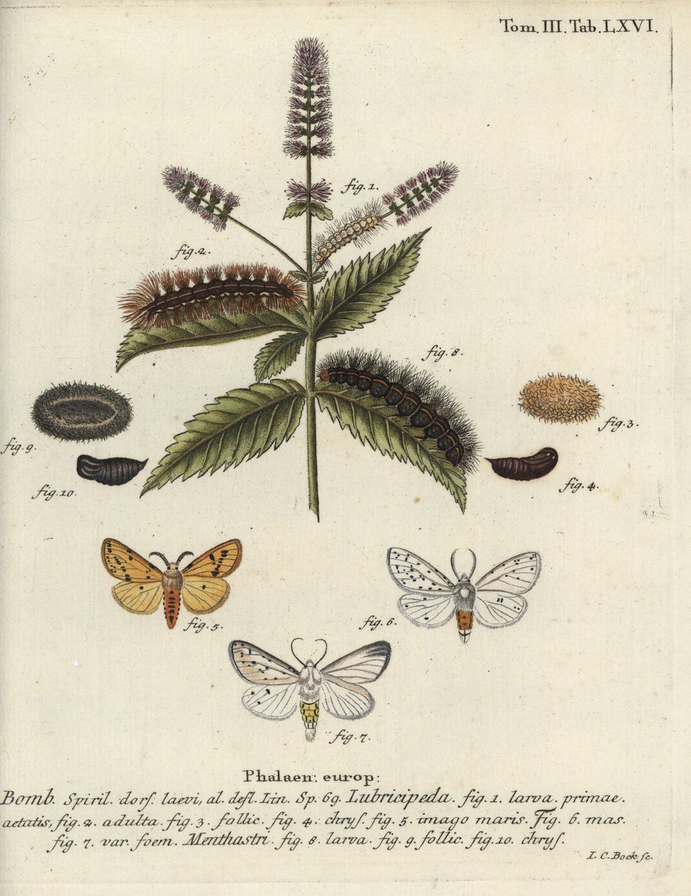 Fehér hermelin, Spilosoma lubricipeda. alkotó: Johann Carl Bock