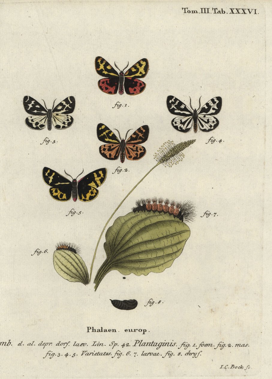Erdei tigrismoly, Parasemia plantaginis. alkotó: Johann Carl Bock