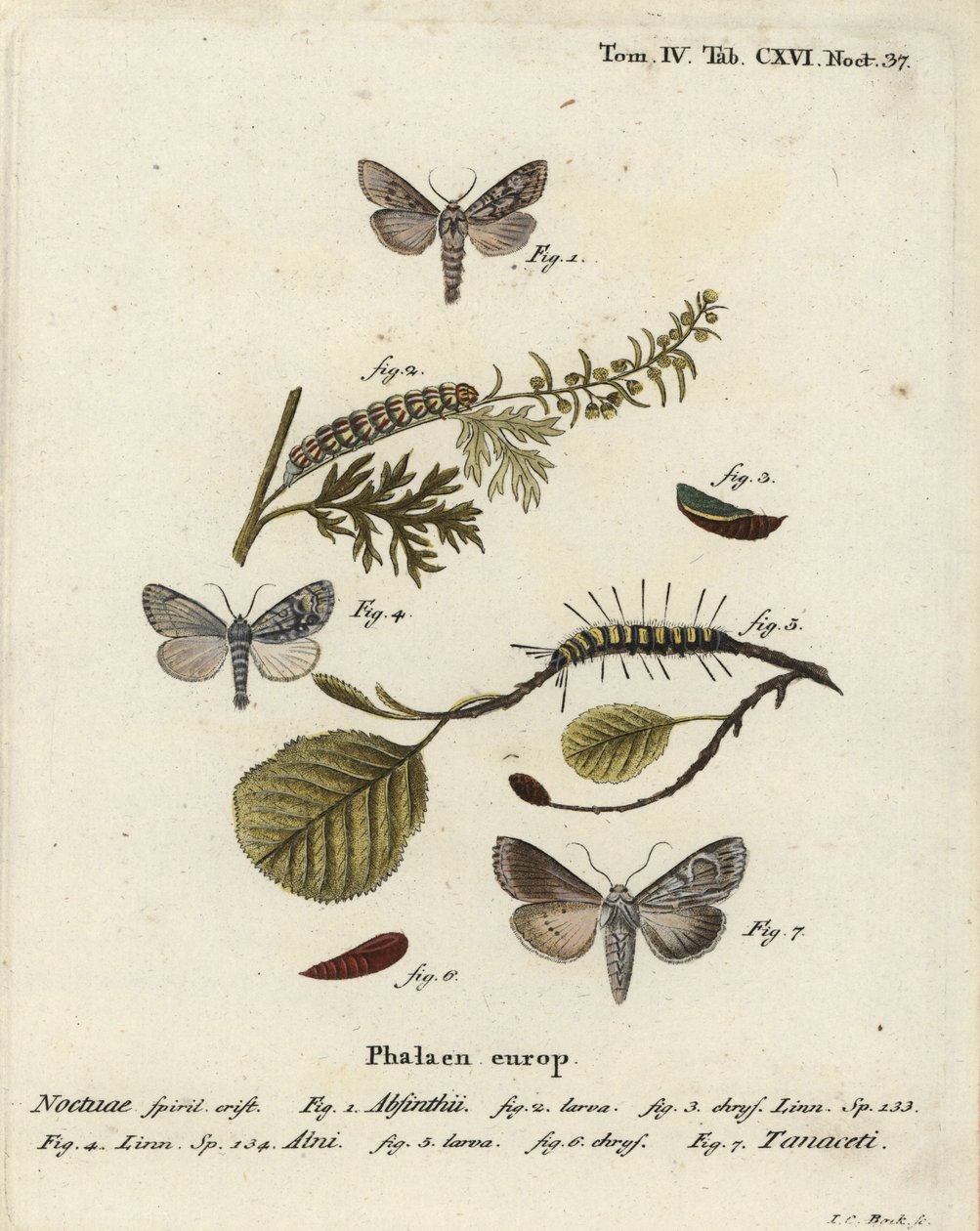 Üresmoly, Cucullia absinthii 1-3, égermoly, Acronicta alni 4-6 és Cucullia tanaceti 7. Johann Carl Bock kézi színű rézmetszete Eugenius Johann Christoph Esper A pillangók a természet utáni illusztrációkban című műve alapján, Erlangen alkotó: Johann Carl Bock