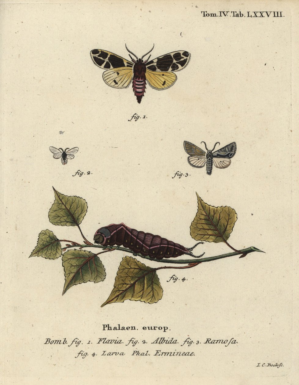 Sárga tigrismoly, fehér hermelin lárva stb. alkotó: Johann Carl Bock
