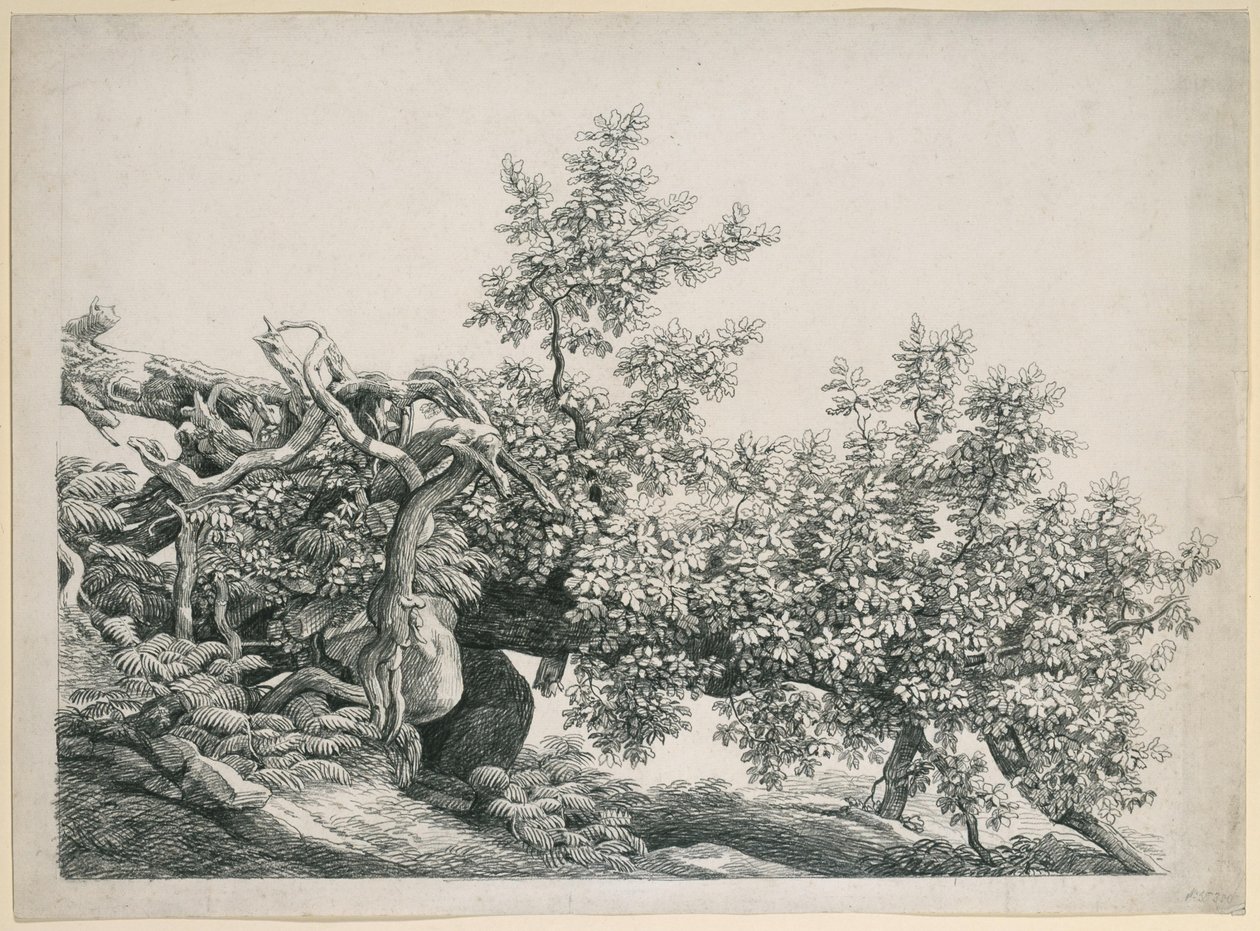 Fatanulmány. Kidőlt törzs szabadon lévő gyökerekkel alkotó: Johann Christian Reinhart