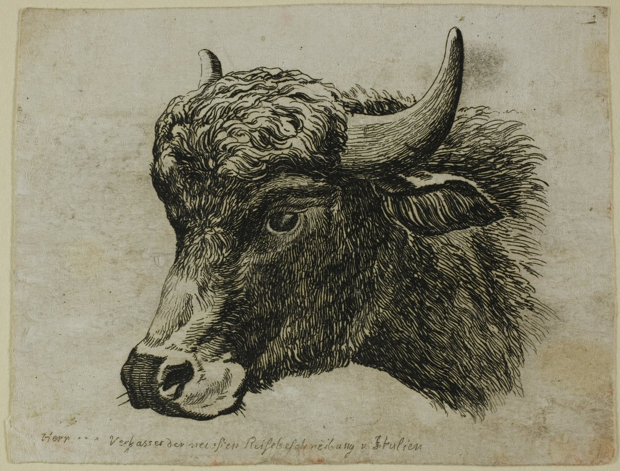 Buffalo fej balra néz, a Die Zweite Thier Folge-tól alkotó: Johann Christian Reinhart