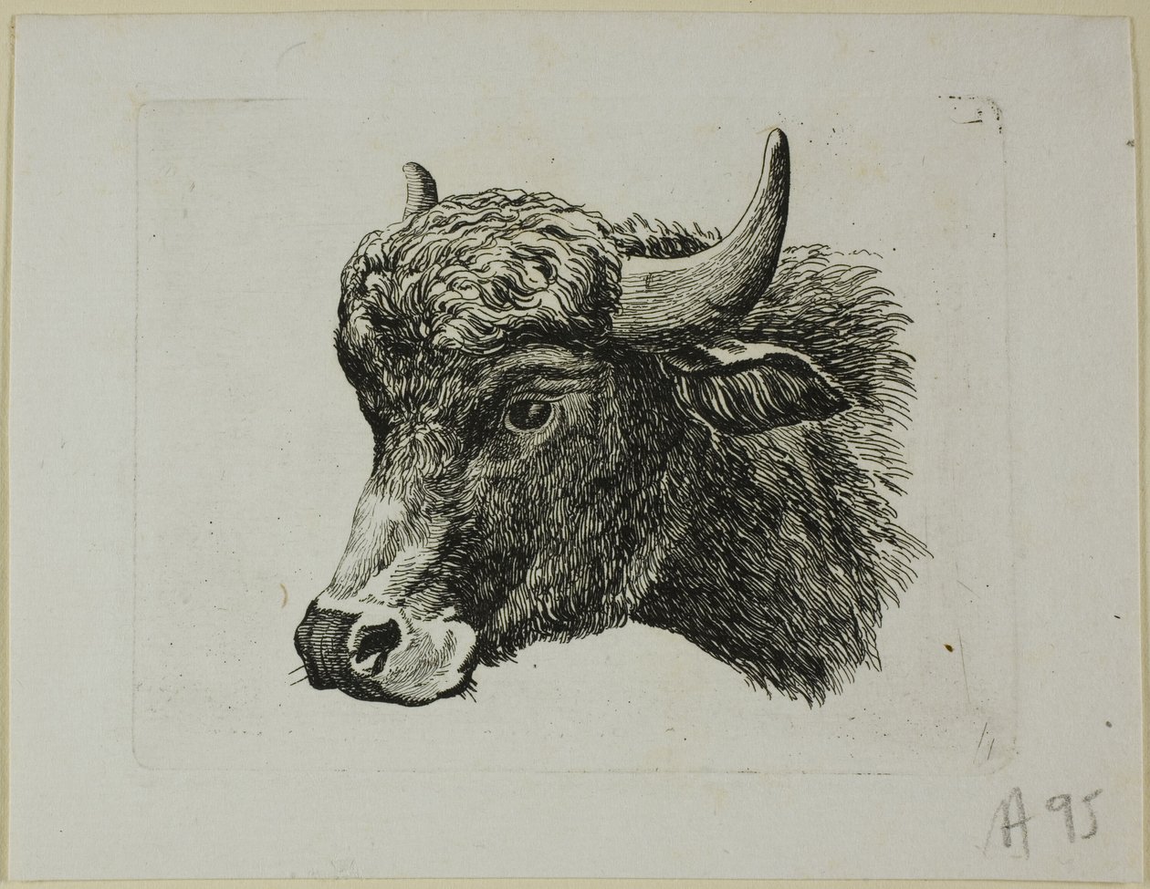 Buffalo fej balra néz, a Die Zweite Thier Folge-tól alkotó: Johann Christian Reinhart