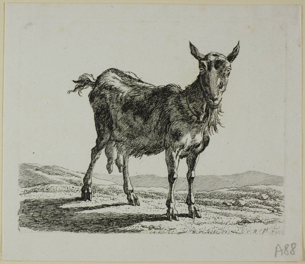 Álló kecske, a Die Zweite Thiernahme-ból alkotó: Johann Christian Reinhart
