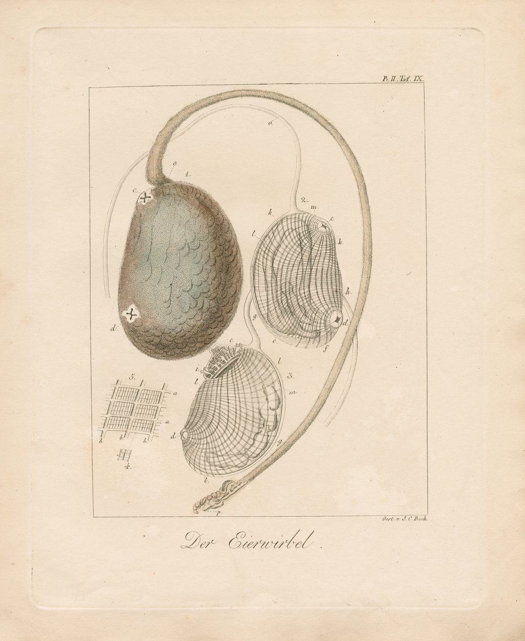  alkotó: Johann Christoph Bock